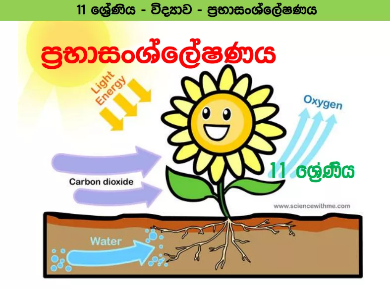 Prabasansleshanaya short note | Grade 11 Science | Lesson 02