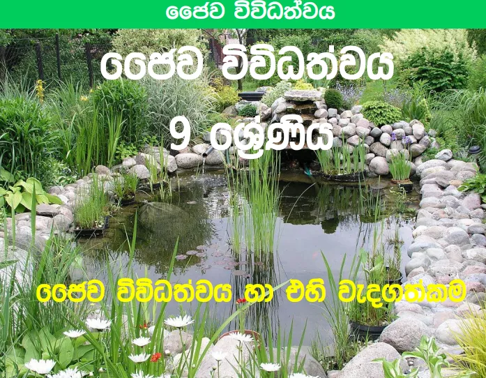 Jaiwa Vividathwaya - Grade 09 Science Lesson 12 | Short Note