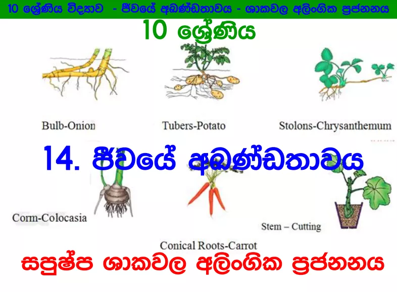 Jiwaye Akandathawaya - Grade 10 Science Lesson 14 | Short Note