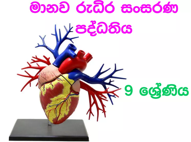 Manawa Rudira Sansarana Paddathiya - Grade 09 Science Lesson 06 | Short Note