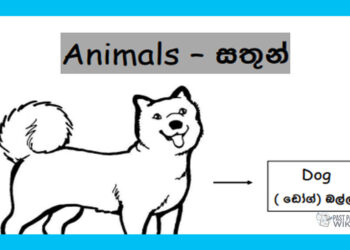 Grade 01 English Language - Animals