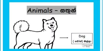 Grade 01 English Language - Animals